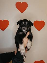 Profile for Arrow and Lace Kennel