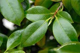 Camellia Leaves Plant Leaves Calla Lillies Wedding White Gardens