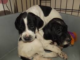We strive to produce the finest elhew english pointer puppies for hunting bird dogs and field trial prospects for sale. Kc Registered English Pointer Puppies For Sale Imgur