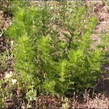 Image result for Agrostis lachnantha
