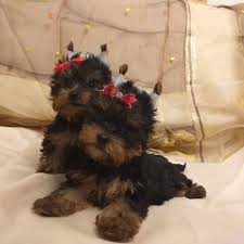 Pin En Yorkshire Terriers
