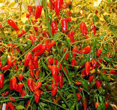 Von mild über pikant, gemahlen oder geflockt, bis feurig scharf. Fatalii S Empire Growing Chiles With Hydroponics