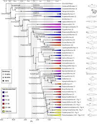 The Tree Of Life And A New Classification Of Bony Fishes