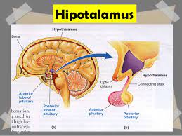Lobus anterior lobus anterior merupakan bagian terbesar dari kelenjar pituitari. Hipotalamus Pengertian Struktur Dan Hormon Yang Dihasilkan Dosenbiologi Com