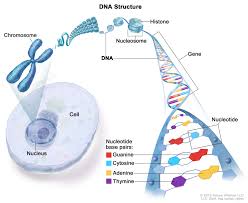 Dna (adn) ratings & reviews explanation. Definition Of Dna Nci Dictionary Of Cancer Terms National Cancer Institute