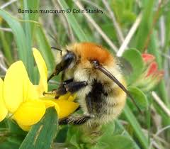 The moss carder bee (bombus muscorumi) is an extremely beautiful bumblebee species which is highly distinctive. Species Profile Browser Species Profile