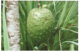 Image result for Annonaceae