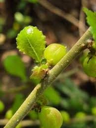 Image result for Commiphora africana