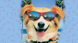 Bingo (1991) full movie, bingo (1991) when bingo, a runaway circus dog who leaves the big top, saves the life of chuckie, a young boy who is havi. Bingo Full Movie Movies Anywhere