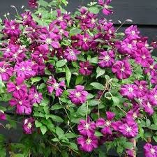Learn Garden Centre In Richmond Bc Phoenix Perennials Perennials Garden Center Plants