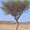 وعن مالك بن صعصعة عن النبي صلى الله عليه وسلم أنه رأى سدرة المنتهى ليلة. 1