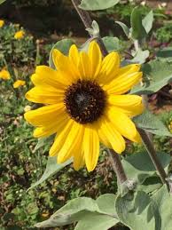 ヒマワリに似ている花ですが 今の季節に咲いています なんという花 ガーデニング 家庭菜園 教えて Goo