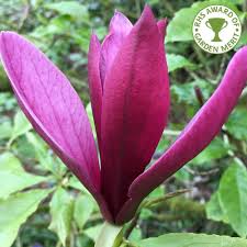 5 out of 5 stars (12,228) $ 1.15. Magnolia Liliiflora Nigra Buy Small Black Lily Magnolia Shrubs