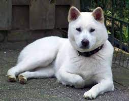 kyushu dog origins hokkaido japan dog breeds unique dog breeds dogs
