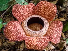 The Corpse Flower The Largest Flower In The World Scientific Scribbles