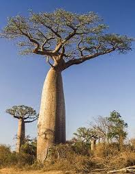 The baobab tree is a symbol of sustenance and life due its adaption to the harsh arid climate; Harvesting Superfood Baobab Has Changed These African Women S Lives Baobab Seeds Baobab Tree African Tree