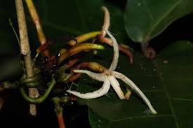 Image result for Dictyophleba