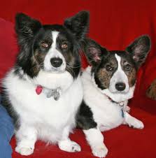 Black And White Cardigan Welsh Corgi Puppy Cardigan Welsh Corgis Black White With Brindle Points Cardigan Welsh Corgi Puppies Welsh Corgi Funny Welsh Corgi Puppies