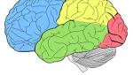  New method lets doctors quickly assess severity of brain injuries