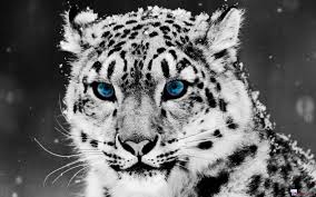 67 White Tiger Wallpapers On Wallpaperplay