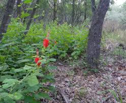 Prints are available to order. Spring Lake Preserve Trail Under Construction San Marcos Greenbelt Alliance