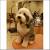 Short Hair Puppy Old English Sheepdog