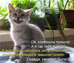 original zabavnosti yumor pro koshek smeshnoj kot