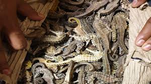 View the list of available treatments for different medical conditions. Caught In Mumbai 30 Kg Dried Seahorse Meant For Chinese Medicine Being Smuggled To Malaysia