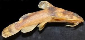 Image result for Platostoma montanum