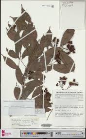 Image result for Rhabdophyllum arnoldianum
