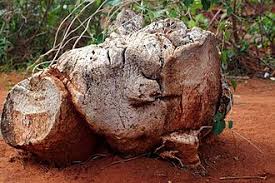 Image result for Pyrenacantha