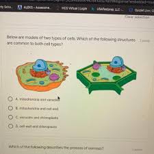 We did not find results for: Do Both Animal And Plant Cells Have Mitochondria Why Or Why Not Brainly
