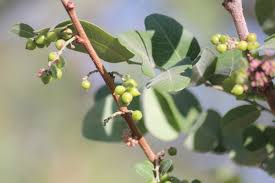 Image result for Phyllanthus ovalifolius