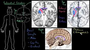 Image result for Cerebral Subcortex