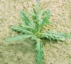 Carefully tap the roots to dislodge attached leave weeds so that roots do not make contact with soil; Weed Identification Perennials 1 Broadleaf Weeds