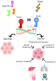 Een brede selectie van accommodatiemogelijkheden voor toeristen op onze website. Frontiers Transcription Factors The Fulcrum Between Cell Development And Carcinogenesis Oncology