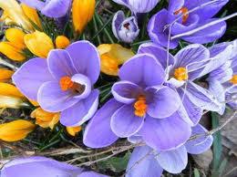 Febbraio fiori rubriche senza categoria. I Fiori Di Bach Come Rimedio Naturale Sicuro Atossico Per Mamme E Neonati