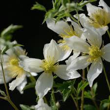 Clematis 'anita' (zwijnenburg, 1988) is a cross between c. Anita Clematis Tangutica Anita Online Kaufen