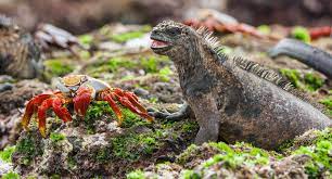 They are situated in the pacific ocean about 605 miles (1,000 kilometers). Galapagos Islands National Geographic Society