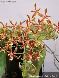 Image result for Phaius mannii