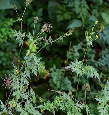 Image result for Bidens bipinnata
