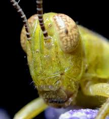Grasshopper Head Insect Eyes Extreme Close Up Animal Close Up