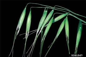 Image result for Avena byzantina