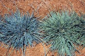 Image result for Heteropogon contortus