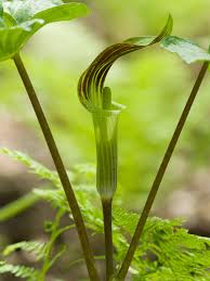 Image result for Araceae