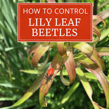 Will pest control kill my plants. How To Control Red Lily Leaf Beetles Longfield Gardens