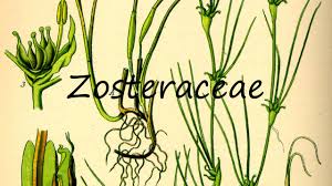 Image result for Zosteraceae