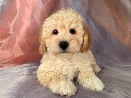 Sometimes called a poochon or a bichon poodle, the bichpoo is a designer dog breed that's a cross between a bichon frise and a miniature or toy poodle.the bichpoo was developed in australia during the late 1990s. Bichon Poodles Puppies For Sale Bichon Poodle Breeder In Iowa