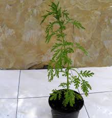 Dary natury, herbapol kraków, el natural, kawon, nanga czy natura wita. Bylica Roczna Artemisia Annua Sadzonki W Doniczce 8341526472 Oficjalne Archiwum Allegro