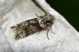 Image result for Polyploca ridens